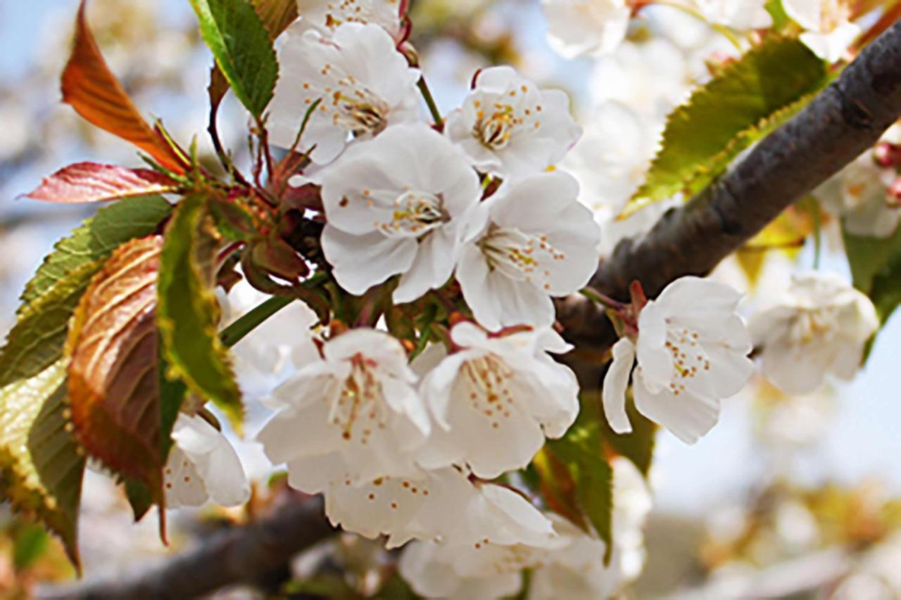 Aroma De Primavera En Casas Rurales Acebuche Casas del Monte Exteriör bild