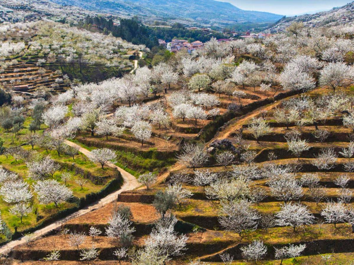 Aroma De Primavera En Casas Rurales Acebuche Casas del Monte Exteriör bild